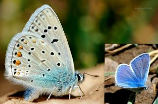 okgzl Mavi (Polyommatus icarus)