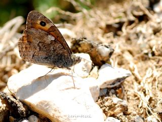 Mersin Kzlmelei (Hipparchia mersina)