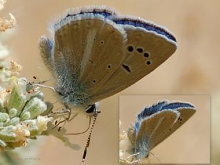 Glek okgzls (Polyommatus cilicius)