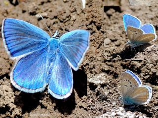 okgzl Poseydon Mavisi (Polyommatus poseidon)