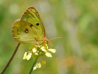 Gzel Azamet (Colias alfacariensis)