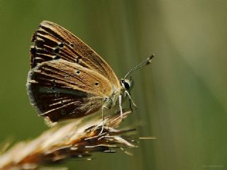 ? Agro Tr (Tanmsz) (Agrodiaetus sp.)