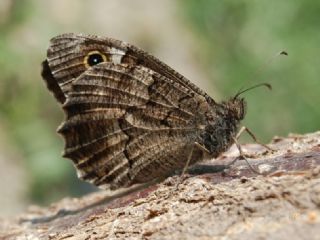Anadolu Karamelei (Hipparchia fatua)