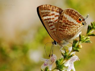 Lampides (Lampides boeticus)