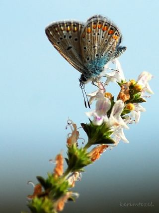 okgzl Mavi (Polyommatus icarus)