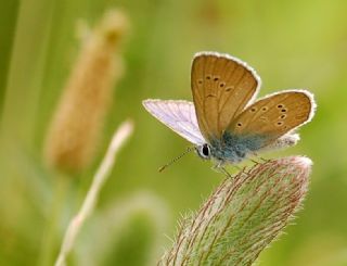 Mazarin Mavisi (Polyommatus semiargus)