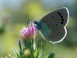 Karagz Mavisi (Glaucopsyche alexis)
