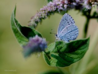 Kutsal Mavi (Celastrina argiolus)