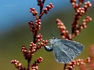 Kutsal Mavi (Celastrina argiolus)