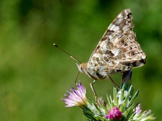 Diken Kelebei (Vanessa cardui)