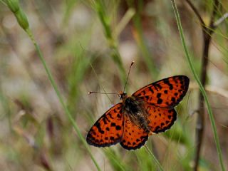 Benekli parhan (Melitaea didyma)