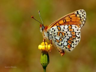 parhan (Melitaea cinxia)