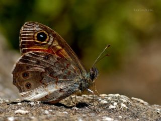 Esmerboncuk (Lasiommata maera)