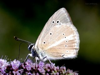 okgzl Anadolu Beyaz (Polyommatus menalcas)