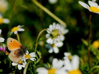 K���k Z�pz�p Perisi&nbsp;(Coenonympha&nbsp;pamphilus)