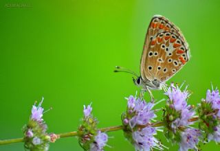 Benekli Bakr Gzeli (Lycaena phlaeas)