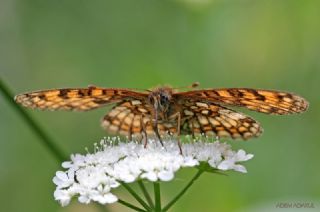 Amannisa (Melitaea athalia)
