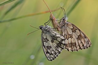 Orman Melikesi (Melanargia galathea)