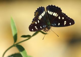 Akdeniz Hanmeli Kelebei (Limenitis reducta)