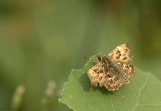 Hatmi Zpzp (Carcharodus alceae)