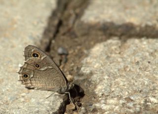 Beyaz Bandl Karamelek (Hipparchia parisatis)