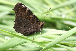 Tavus Kelebei (Inachis io)