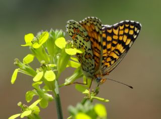Benekli Byk parhan (Melitaea phoebe)