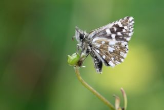 Ege Zpzp (Pyrgus melotis)