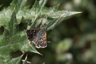 Kzl Zpzp (Spialia orbifer)