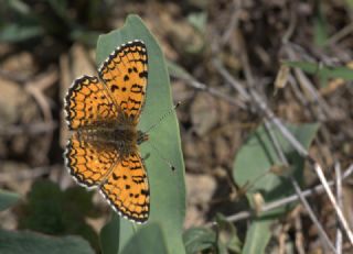 Hatayl parhan (Melitaea collina)