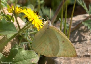 Afrika Gmeni (Catopsilia florella)