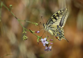 Krlangkuyruk (Papilio machaon)