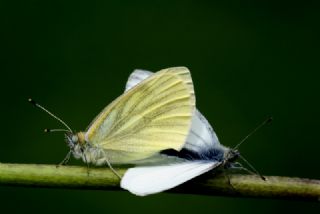 Yalanc Beyazmelek (Pieris pseudorapae)