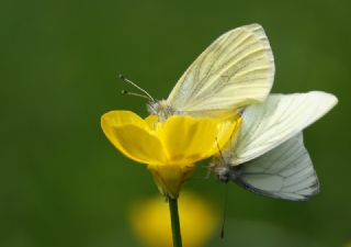 Yalanc Beyazmelek (Pieris pseudorapae)