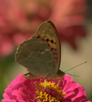 Bahadr (Argynnis pandora)