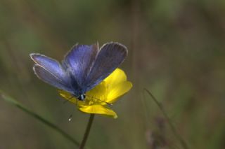 okgzl Kk Turan Mavisi (Polyommatus cornelius)