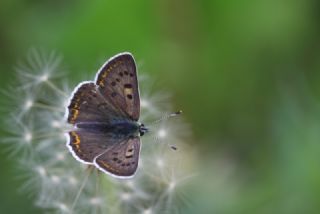 sli Bakr Gzeli (Lycaena tityrus)