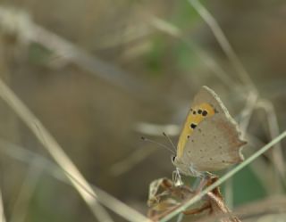 Benekli Bakr Gzeli (Lycaena phlaeas)