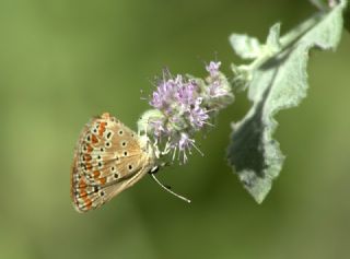 okgzl Esmer (Aricia agestis)