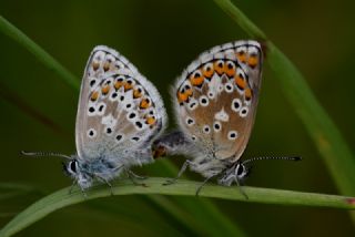 okgzl Balkan Mavisi (Aricia anteros )