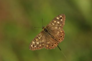 Karanlk Orman Esmeri (Pararge aegeria)