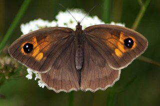 ayr Esmeri (Maniola jurtina)