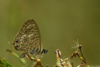 Mavi Zebra (Leptotes pirithous)