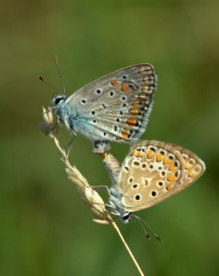 okgzl Mavi (Polyommatus icarus)