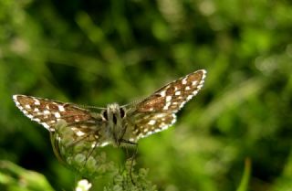 Ebegmeci Zpzp (Pyrgus malvae)