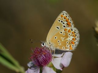 okgzl Esmer (Aricia agestis)