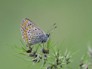 okgzl Esmer (Aricia agestis)