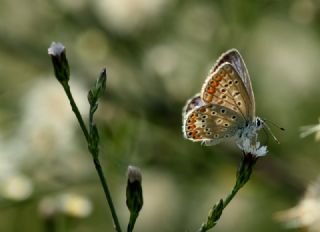 okgzl Mavi (Polyommatus icarus)