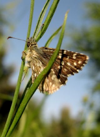Ebegmeci Zpzp (Pyrgus malvae)