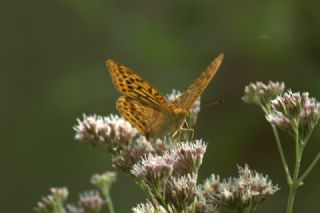 Cengaver (Argynnis paphia)